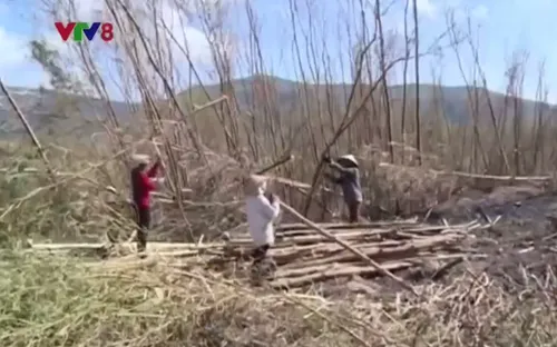 Hà Tĩnh kêu gọi doanh nghiệp thu mua cây lâm nghiệp đổ ngã sau bão