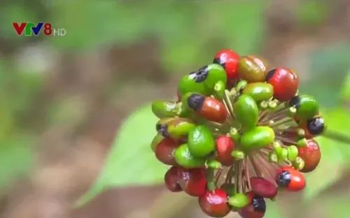 Trồng hơn 4.600 ha sâm Ngọc Linh dưới tán rừng Tu Mơ Rông