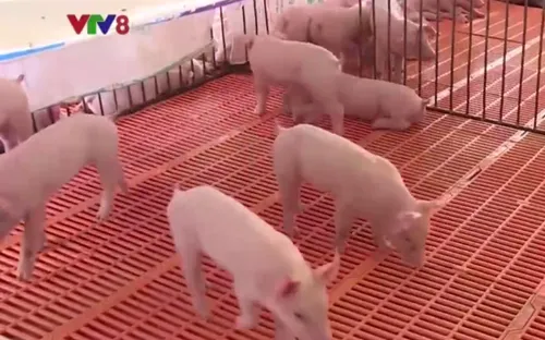 Giá lợn hơi khó phục hồi trong những tháng cuối năm