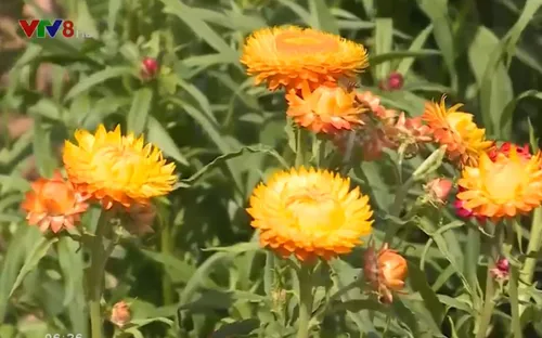 "Hoa bất tử" trên phố núi Đà Lạt