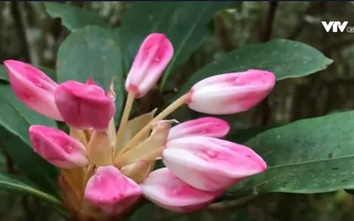 Khám phá rừng hoa Đỗ Quyên trên đỉnh Trường Sơn