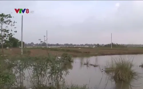 Thiệt hại hoa Tết do mưa lũ ở Thừa Thiên - Huế