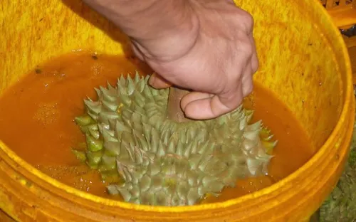 Đắk Nông: Xử phạt nghiêm cơ sở nhúng sầu riêng vào hóa chất độc hại