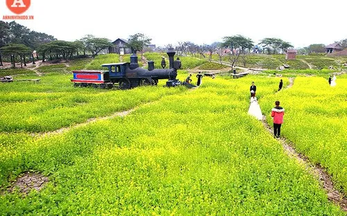 Cánh đồng cải vàng - Điểm "check in" vào dịp Tết Dương lịch cho giới trẻ Hà Nội