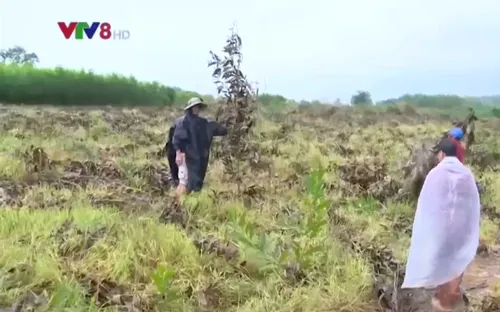 Phú Yên: Người dân buộc chặt bỏ keo non do trồng trên đất nông nghiệp