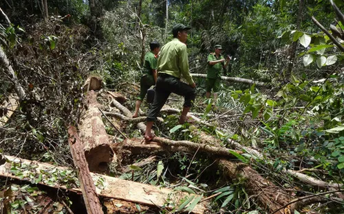 Phóng viên Huy Kha: "Phá rừng Pơ mu là cảnh phá rừng khủng khiếp nhất mà tôi từng thấy"