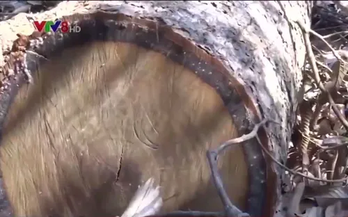 Quảng Nam bắt nguyên Giám đốc Ban quản lý rừng phòng hộ sông Tranh