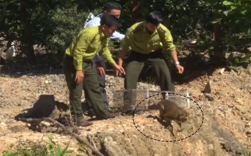 Quảng Nam: Thả cá thể khỉ đuôi lợn quý hiếm về rừng