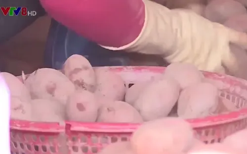 Lượng khoai tây Trung Quốc nhập vào Đà Lạt giảm sút