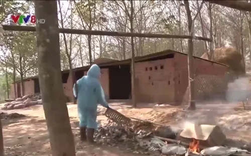 Kon Tum: Khử trùng, khoanh vùng ổ dịch cúm A/H5N6