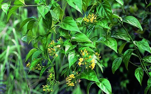 Nghệ An: Hai trong ba học sinh ăn lá ngón tự tử đã qua cơn nguy kịch