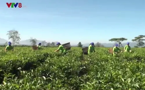 Nông sản Lâm Đồng tìm hướng tiếp cận thị trường phía Bắc