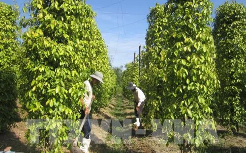 Cảnh báo tư thương Trung Quốc đẩy "giá ảo" thu mua hồ tiêu