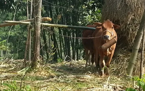 Đăk Lăk: Huyện Buôn Đôn công bố dịch lở mồm long móng