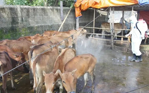 Dịch lở mồm long móng có nguy cơ lan rộng ở Gia Lai