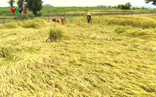 Phú Yên ổn định lương thực vùng đồng bào dân tộc thiểu số