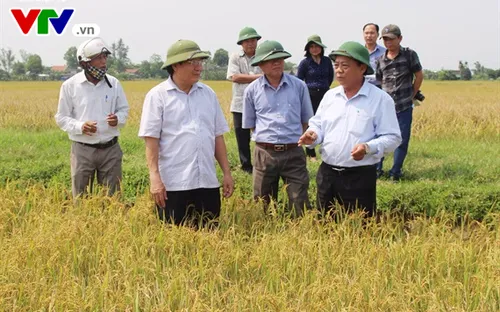 Nông dân Quảng Trị bán lúa sạch tại ruộng