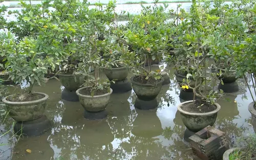 Lo ngại thất thu mai Tết do thời tiết thất thường