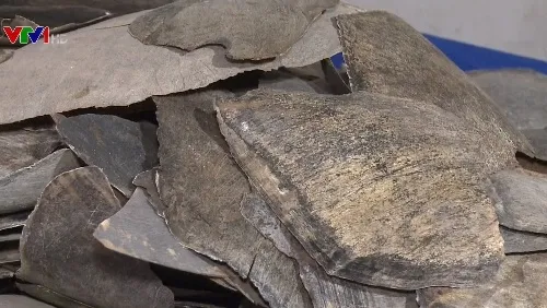 Pháp thu giữ lô mai rùa lớn