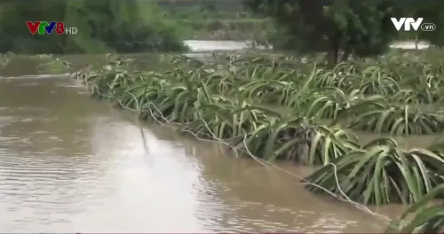 Bình Thuận: Nông nghiệp thiệt hại vì nước lũ dâng cao