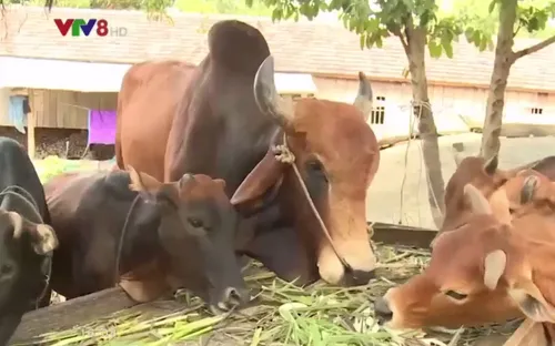 Đồng bào dân tộc thiểu số thoát nghèo bền vững từ nuôi bò lai