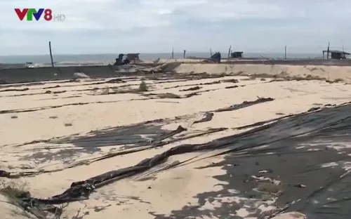 Người nuôi tôm Quảng Ngãi chịu thiệt khi liên tục bị ép giá