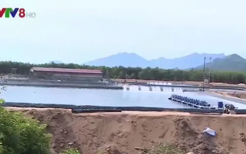 Thừa Thiên Huế yêu cầu báo cáo về vấn đề nuôi tôm trên đất quốc phòng