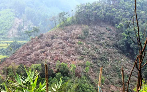 Bình Định "mất trắng" 43 ha rừng