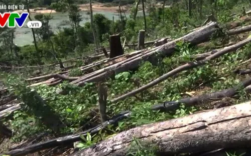 Thủ tướng yêu cầu xác minh vụ phá rừng phòng hộ ở Quảng Nam