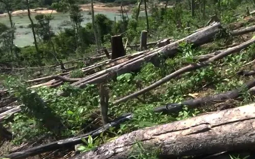 Quảng Nam lập đoàn kiểm tra vụ phá rừng đầu nguồn sông Tranh