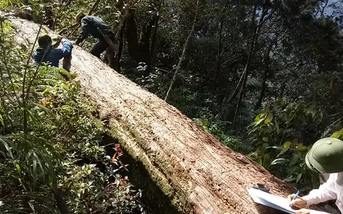 Nghệ An: Khởi tố 2 cán bộ kiểm lâm về hành vi "Thiếu trách nhiệm gây hậu quả nghiêm trọng"