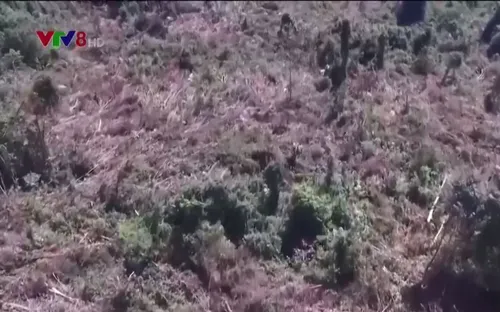 Phú Yên: Kiểm điểm tập thể, cá nhân liên quan đến chuyển mục đích sử dụng rừng