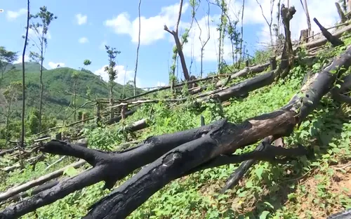 Thả nổi công tác quản lý gây ra vụ phá rừng hàng loạt ở Tiên Phước