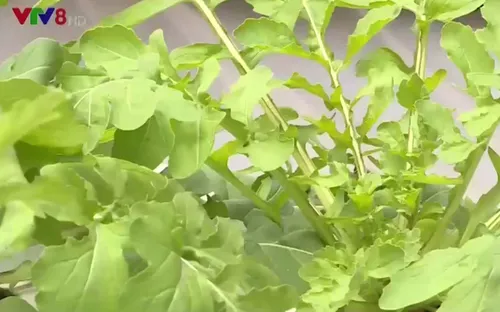 Trồng rau bằng... không khí