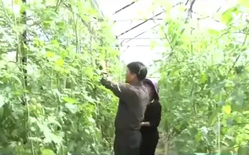 Lâm Đồng đưa mô hình VietGap vào Hợp tác xã