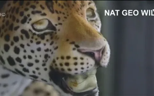 Robot báo hoa xuất hiện tại London (Anh)