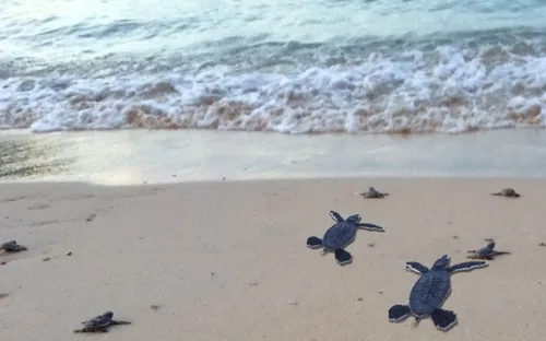 Ấp nở thành công hơn 130 cá thể rùa tại Cù Lao Chàm, Hội An