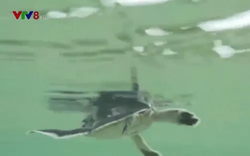 Cận cảnh hơn 420 cá thể rùa biển con được thả về đại dương tại Cù Lao Chàm