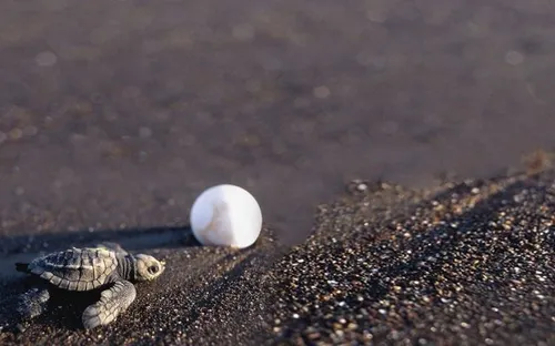 Nguy cơ thu hẹp bãi đẻ tự nhiên của rùa biển tại Nha Trang