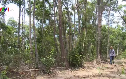Khu rừng phòng hộ Hòn Cô tiếp tục bị tàn phá