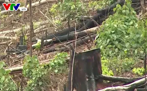 Đắk Nông yêu cầu nâng mức kỷ luật đối với cán bộ kiểm lâm làm mất rừng