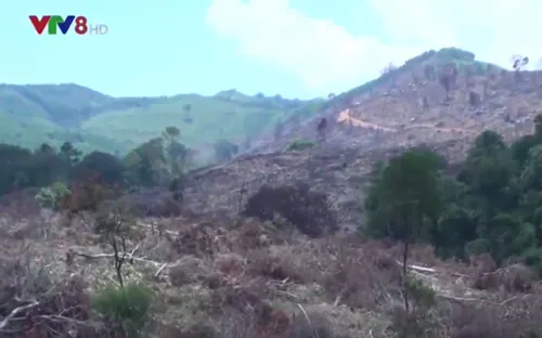 Vụ phá rừng quy mô lớn tại Bình Định: Diện tích rừng bị tàn phá lên tới 60,9 ha