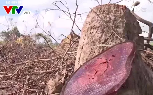 Phú Yên: Hơn 144 tấn gỗ củi đưa ra khỏi rừng dự án Flitch