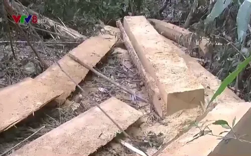 Kon Tum siết chặt quản lý, bảo vệ rừng tự nhiên