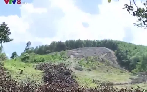 Nguy cơ lũ lụt gia tăng do phát triển kinh tế rừng thiếu bền vững