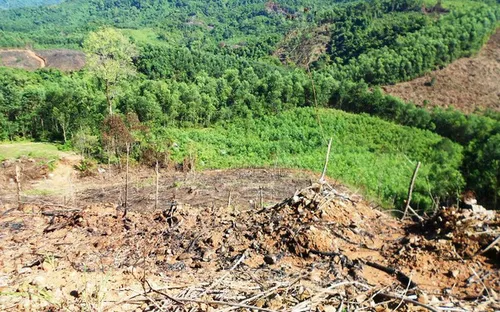 Đề nghị điều tra vụ phá 43,7 ha rừng tự nhiên tại Bình Định