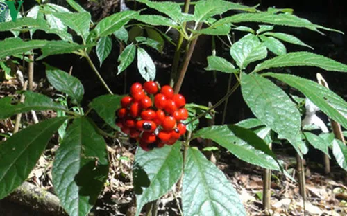 Quảng Nam: Khó xác định sâm Ngọc Linh thật, giả trên thị trường