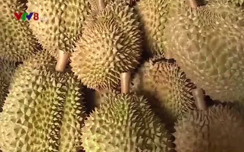 Nông dân Đắk Lắk "trúng đậm" mùa sầu riêng