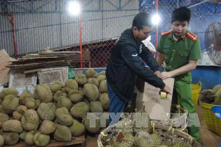 Lại phát hiện cơ sở tẩm hóa chất vào sầu riêng tại Gia Lai