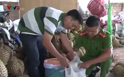 Kon Tum: Phát hiện hơn 1,2 tấn sầu riêng đang chuẩn bị ngâm chín bằng hóa chất